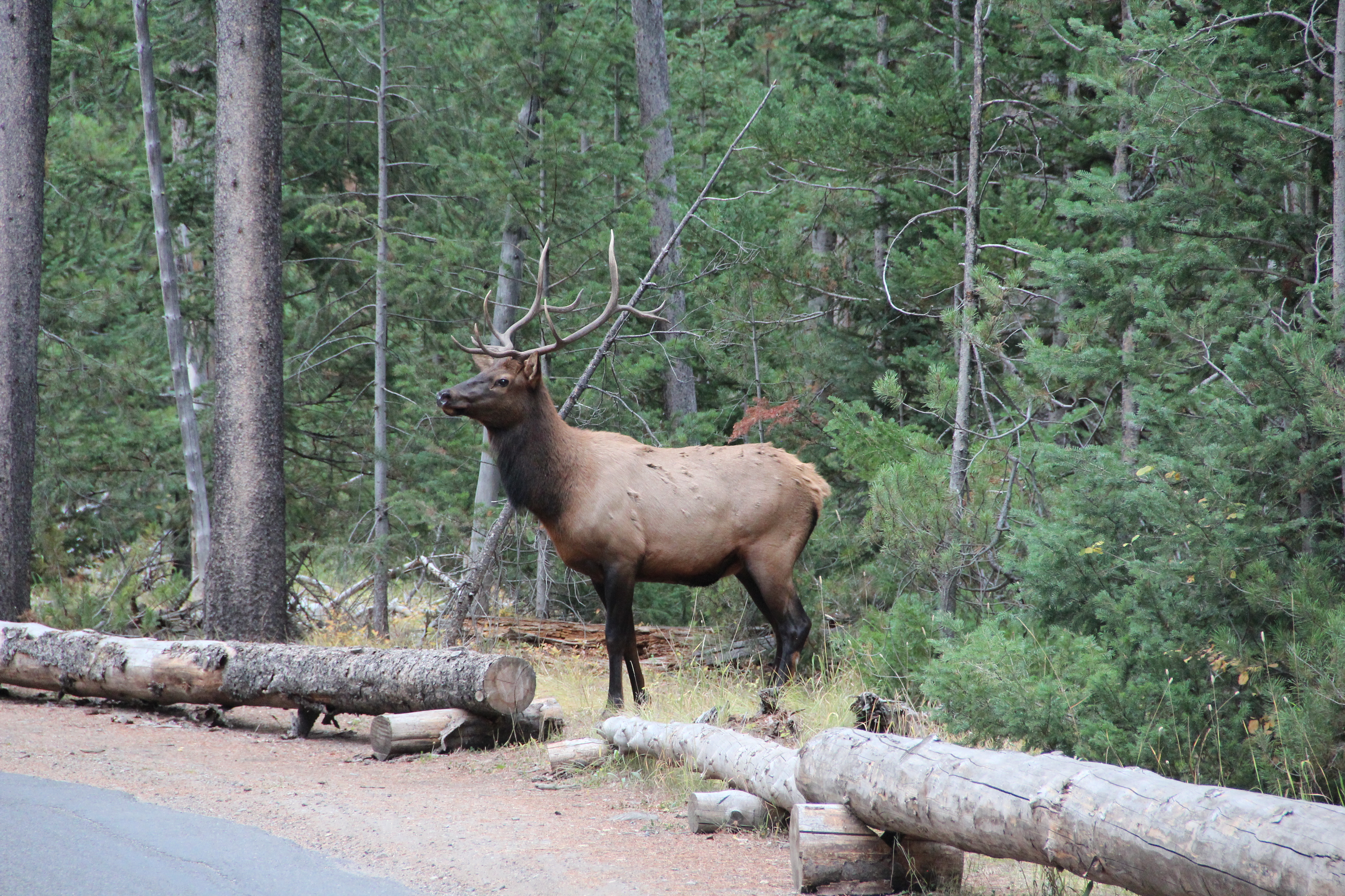 Wildlife in Grand Teton National Park