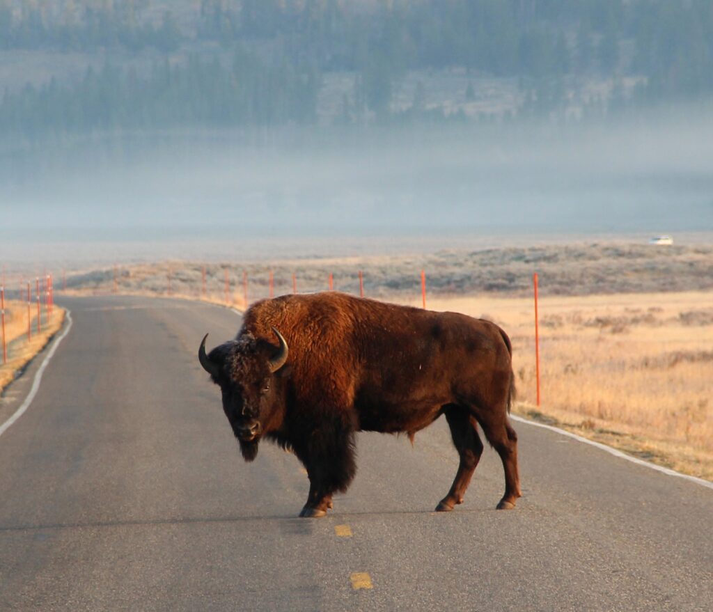 Bison crossing a road in Grand Teton National Park