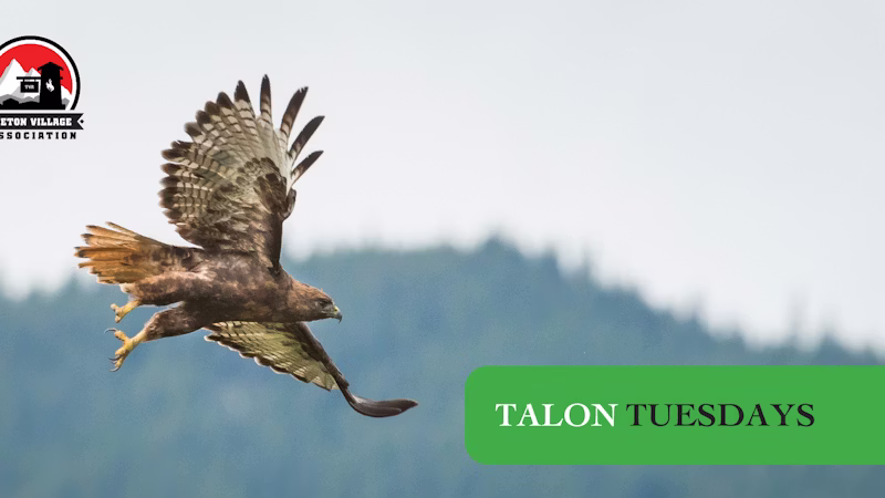 A bird of prey flying